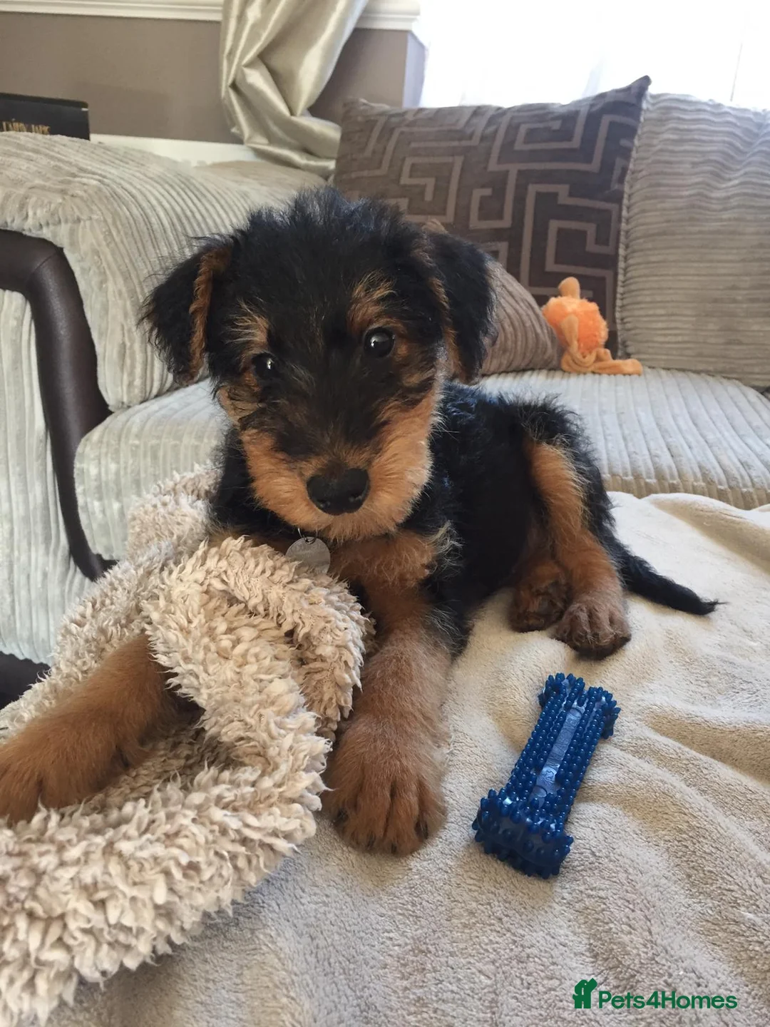 Airedale Terrier dogs for stud: Proven KC Airedale Stud  in Oldham - Advert 4