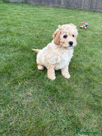 Cavapoochon Dogs Breed - Information, Temperament, Size & Price ...