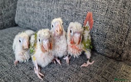 Conures birds for sale: Beautiful fully hand reared conure baby's  - Image 3