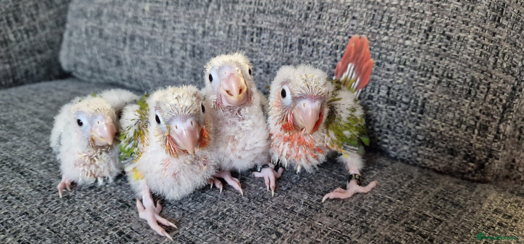 Conures birds for sale: Beautiful fully hand reared conure baby's  - Image 3