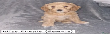 Puppy 2 - Miss Purple (Female)