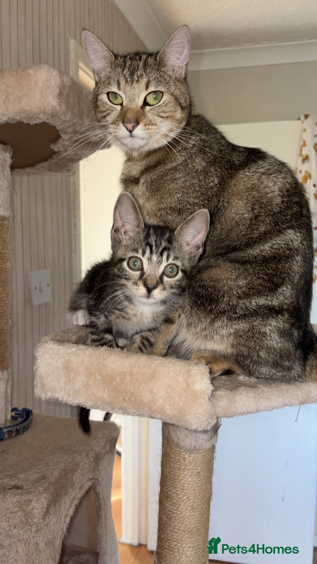 Mixed Breed cats Nala is a 11 week old kitten  - Advert 1
