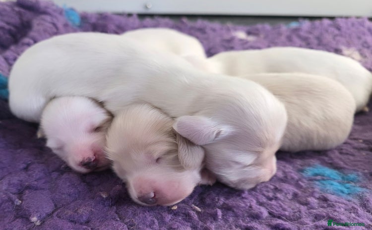 Miniature Dachshund dogs - Advert 2