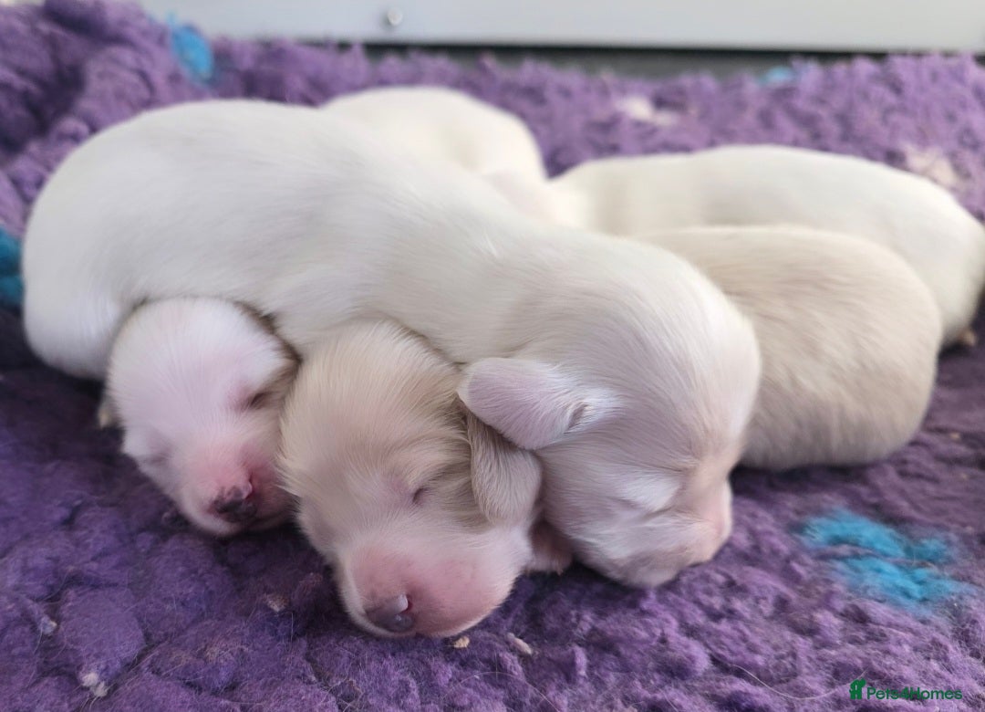 Miniature Dachshund dogs for sale: Stunning KC Reg Clear Cream Mini Dachshunds   - Image 4