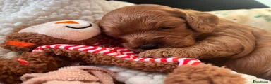 Cavapoo 4