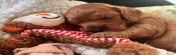 Cavapoo dogs for sale: Healthy Cavapoo Puppies Looking For Homes in Worcester Park - Advert 3