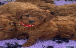 Cavapoo dogs for sale: Beautiful Cavapoo from DNA health tested parents  - Image 16