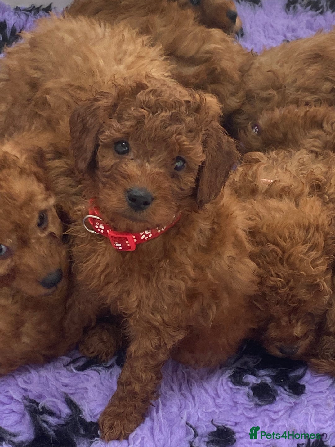Cavapoo dogs for sale: Beautiful Cavapoo from DNA health tested parents  - Image 16
