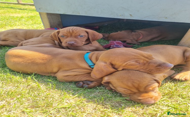 Hungarian Vizsla dogs - Advert 1