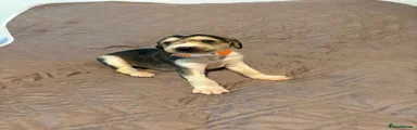 Saluki Puppy 6