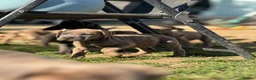 Neapolitan Mastiff dogs for sale:  5LEFT Neapolitan Mastiff x Cane Corso  - Advert 29