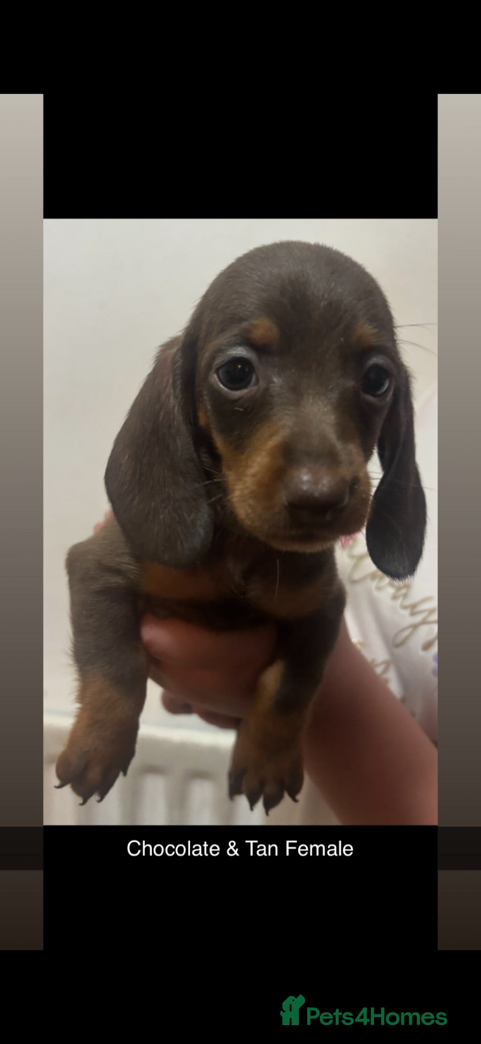 Dachshund dogs Dachshund puppies - Advert 7