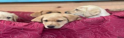 Labrador Retriever dogs for sale: KC Reg Labrador pups Working Traditional Chunky - Advert 9