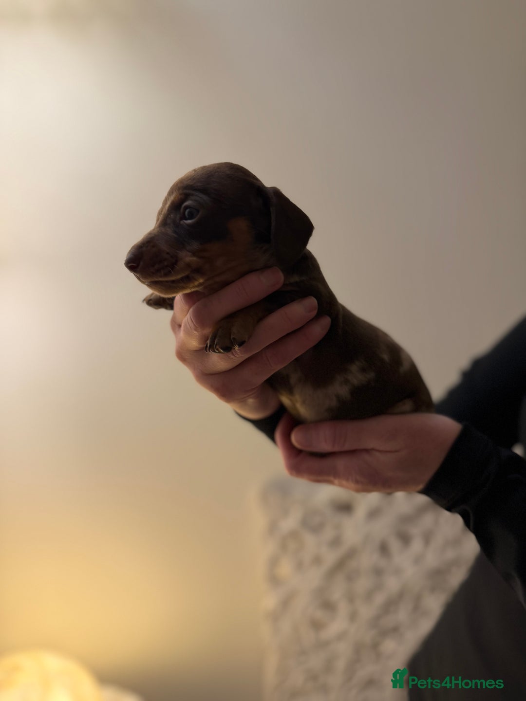 Dachshund dogs for sale: Standard Dachshund Puppies  - Advert 7