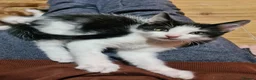 Mixed Breed cats for sale: BEAUTIFUL KITTENS READY FOR THEIR FOREVER HOMES 🐾 - Advert 13