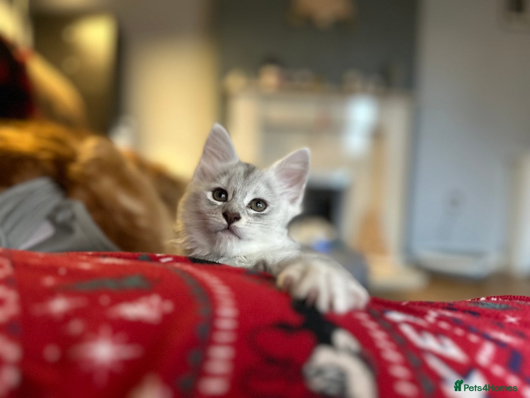 Maine Coon cats for sale: TICA PEDIGREE MAINE COON SHADED KITTENS AVAILABLE - Advert 22