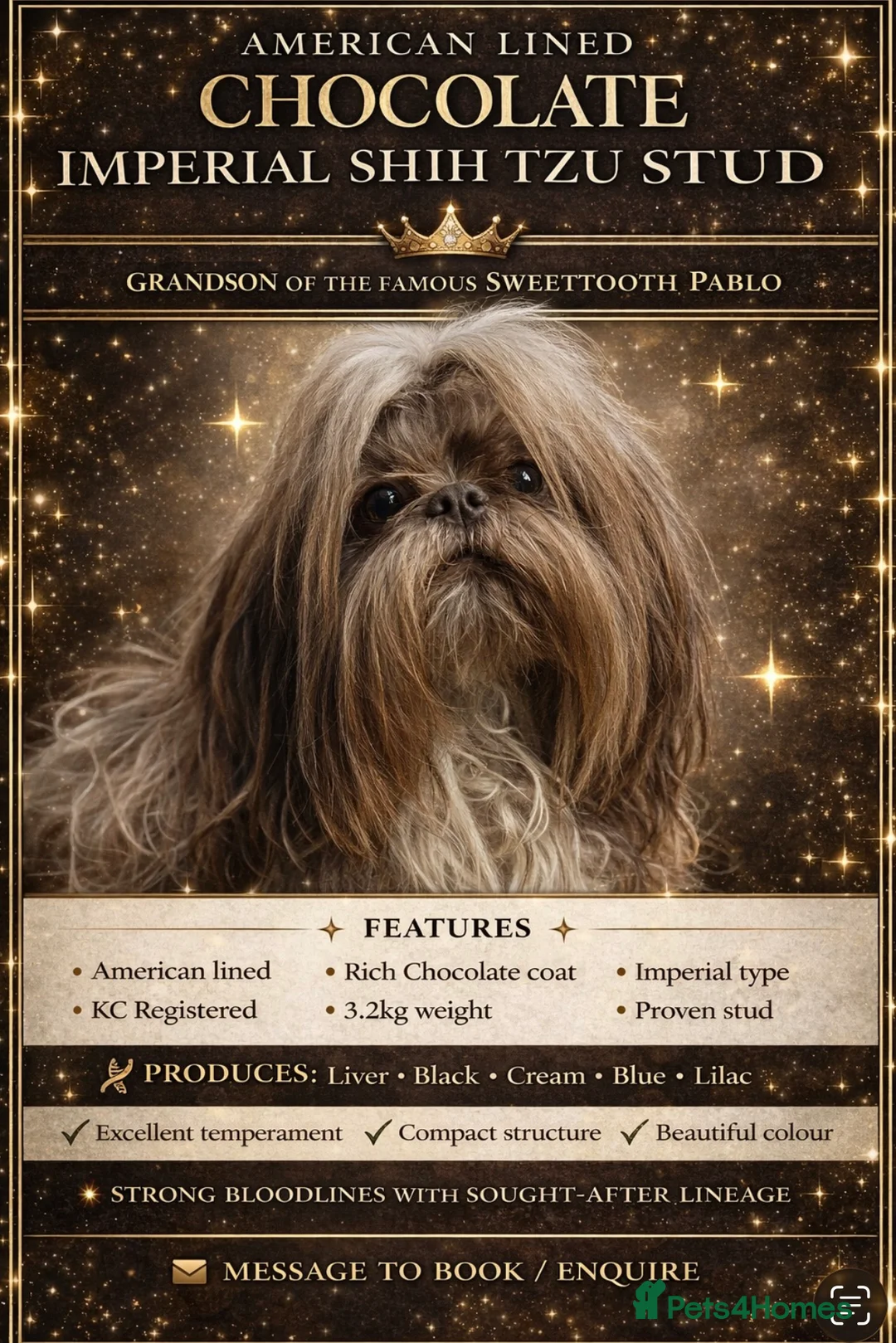 Shih Tzu dogs for stud: KC CHOCOLATE IMPERIAL SHIH TZU STUD (Proven)  - Advert 1