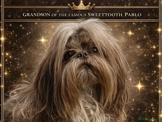 Shih Tzu dogs KC CHOCOLATE IMPERIAL SHIH TZU STUD (Proven) - Advert 14