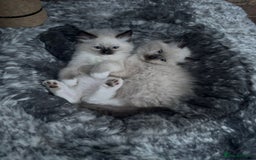 Ragdoll cats for sale: 2 Boys 2 Girls - Image 1