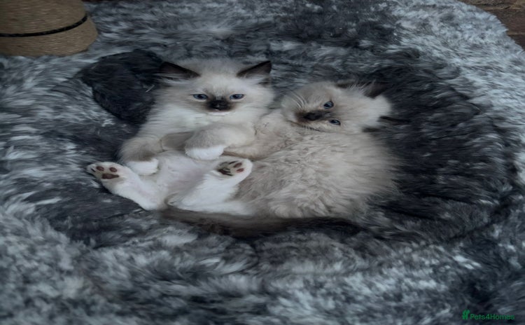 Ragdoll cats - Advert 3