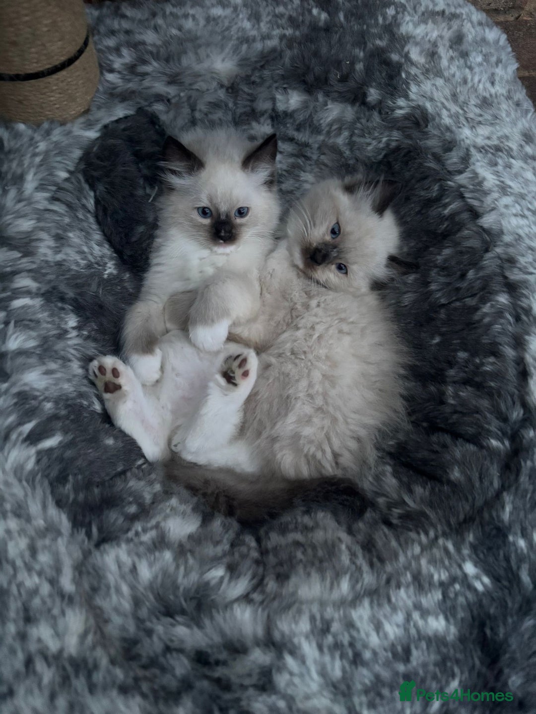 Ragdoll cats for sale: 2 Boys 2 Girls - Image 1
