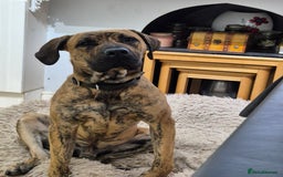 Mixed Breed dogs for sale: Mixed breed puppies  - Image 10