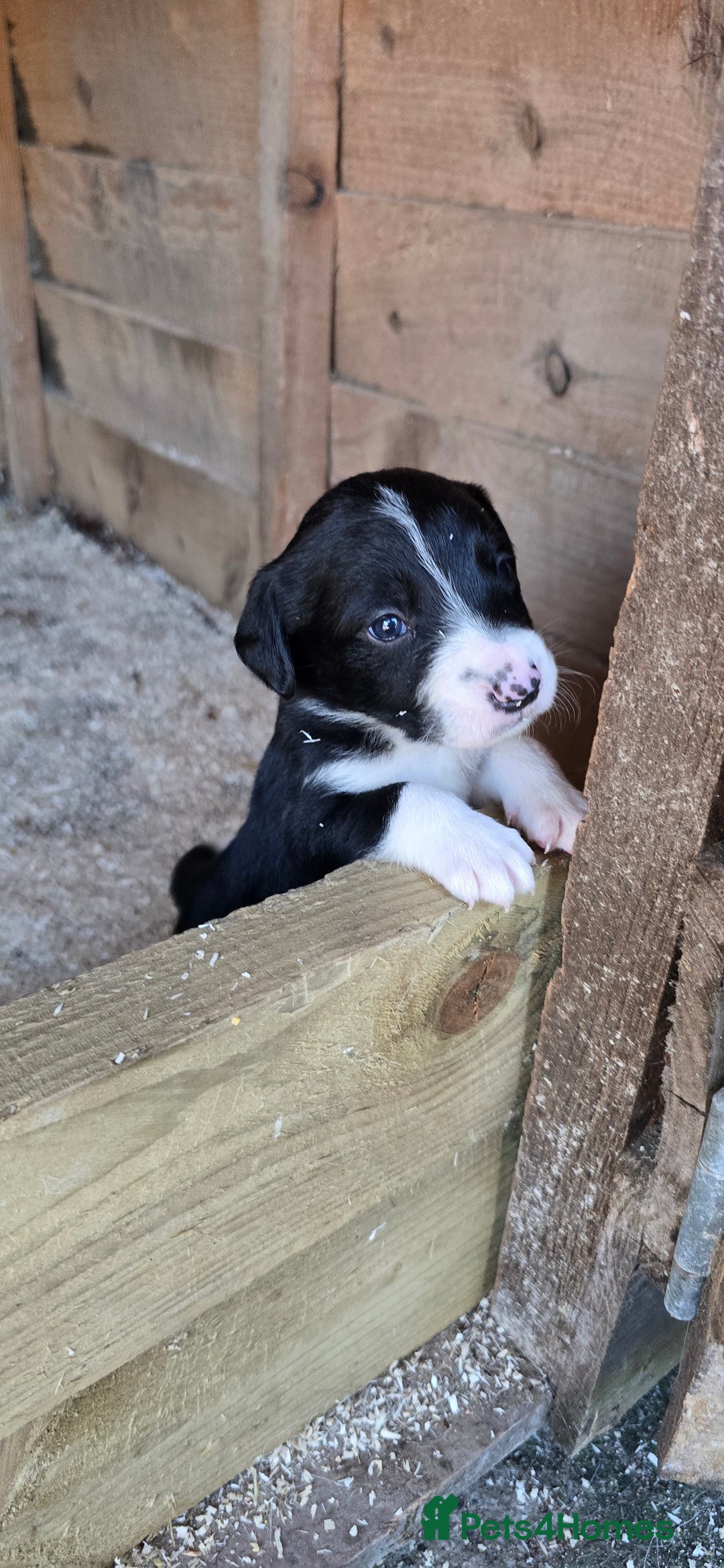 Sprollie dogs for sale: 7 lovely sprollie pups for sale - Image 11
