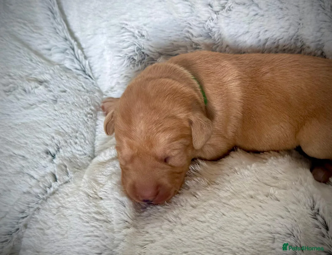 Labrador Retriever dogs for stud: Stunning Fox Red Labrador (Stud) PEDIGREE PROVEN - Advert 16