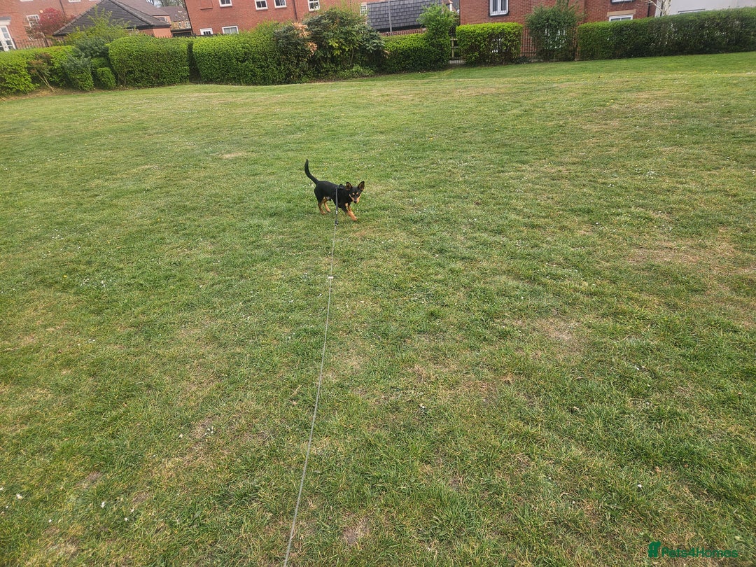Mixed Breed dogs for sale: Gentle loving puppy selling due to family illness  - Image 7
