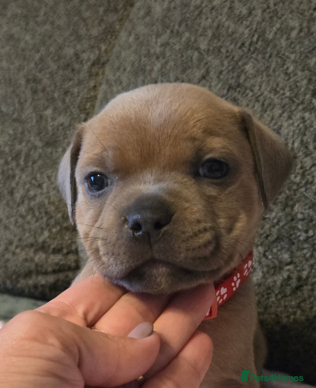Staffordshire Bull Terrier dogs for sale: Red blue brindle Puppys Staffordshire bull terier  - Advert 18