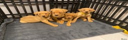 Labrador Retriever dogs for sale: KC Registered Labrador Male Pups READY NOW  - Advert 4