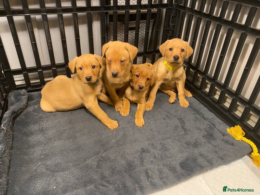 Labrador Retriever dogs for sale: KC Registered Labrador Male Pups READY NOW  - Advert 4