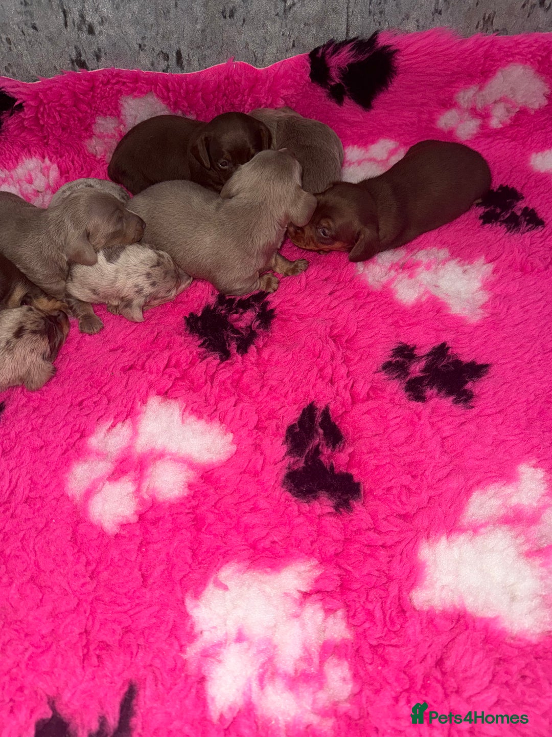 Miniature Dachshund dogs for sale: Outstanding True To Type Miniature Dachshunds - Advert 8