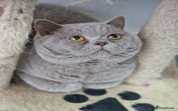 British Shorthair cats for sale: British shorthair GCCF pedigree ready christmas - Image 14