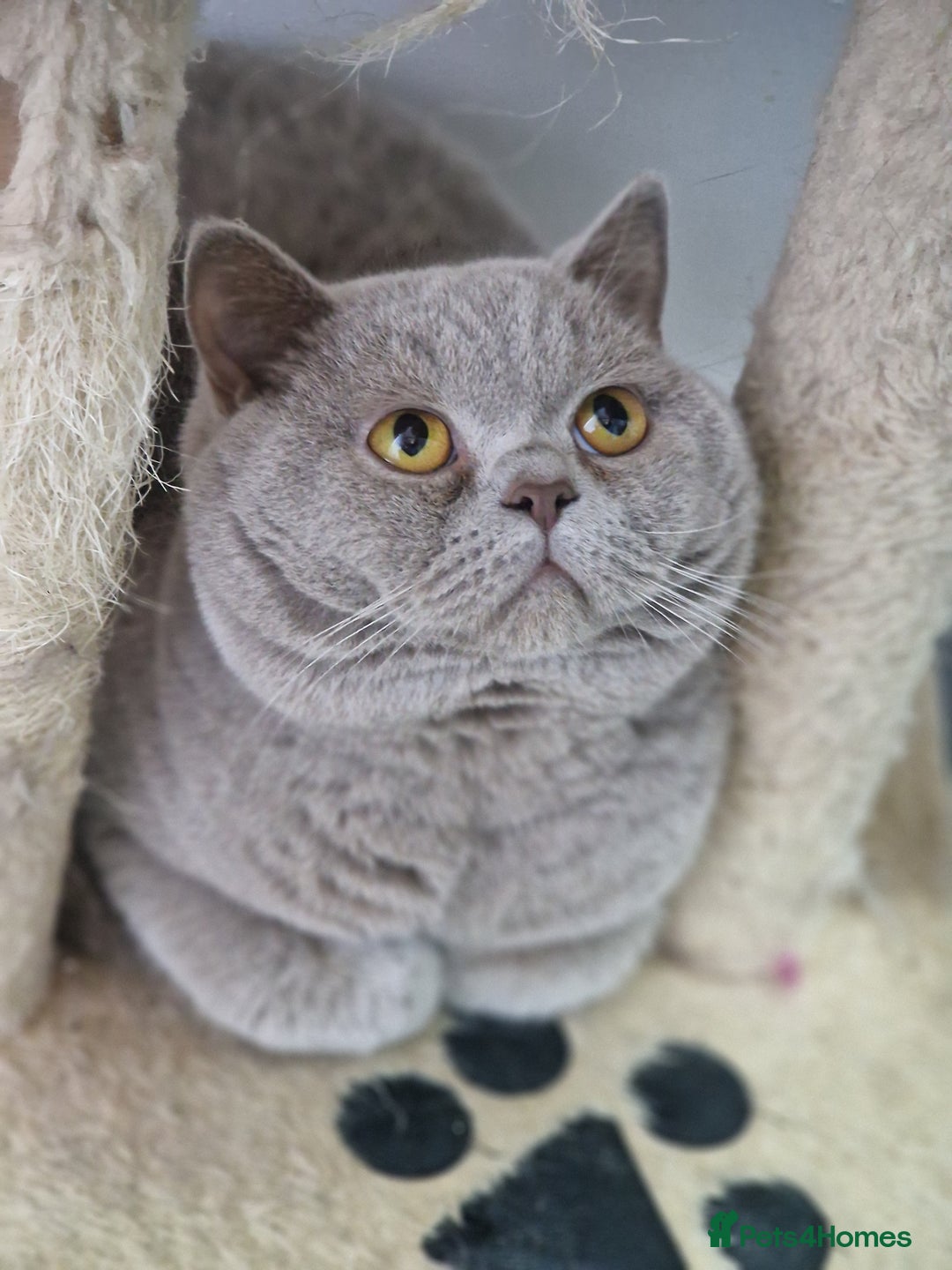 British Shorthair cats for sale: British shorthair GCCF pedigree ready christmas - Image 14