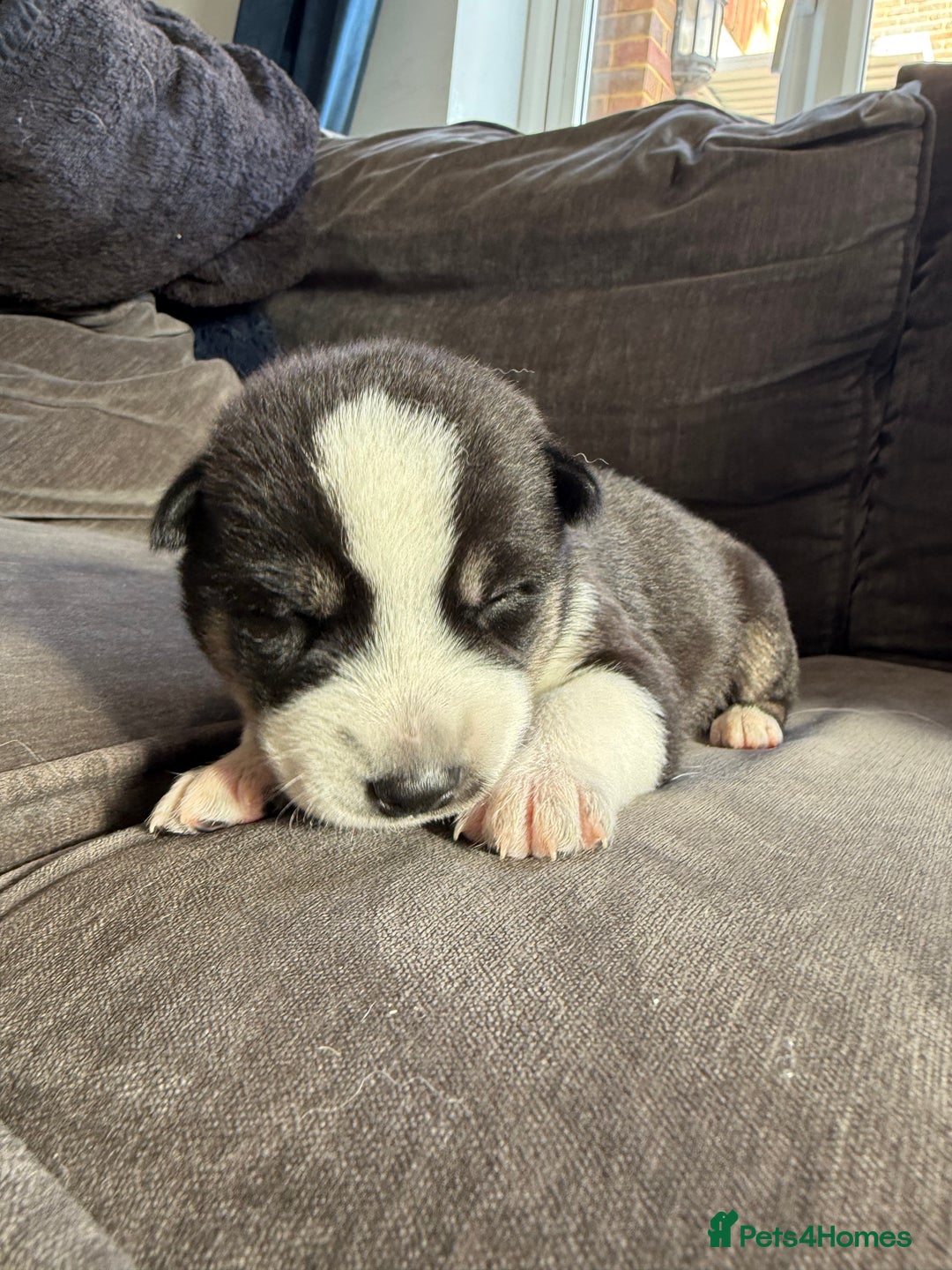 Siberian Husky dogs for sale: Husky puppies for sale - Image 22