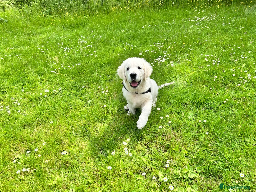 Golden Retriever dogs for sale: Kc golden retriever  - Advert 2