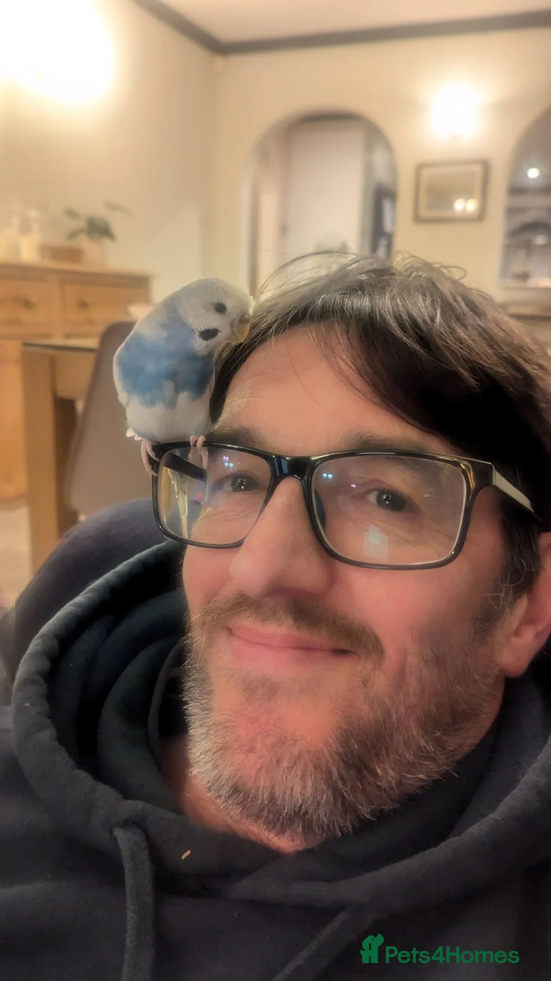 Budgerigars birds for sale: Budgie free to a good home in Pulborough - Advert 2