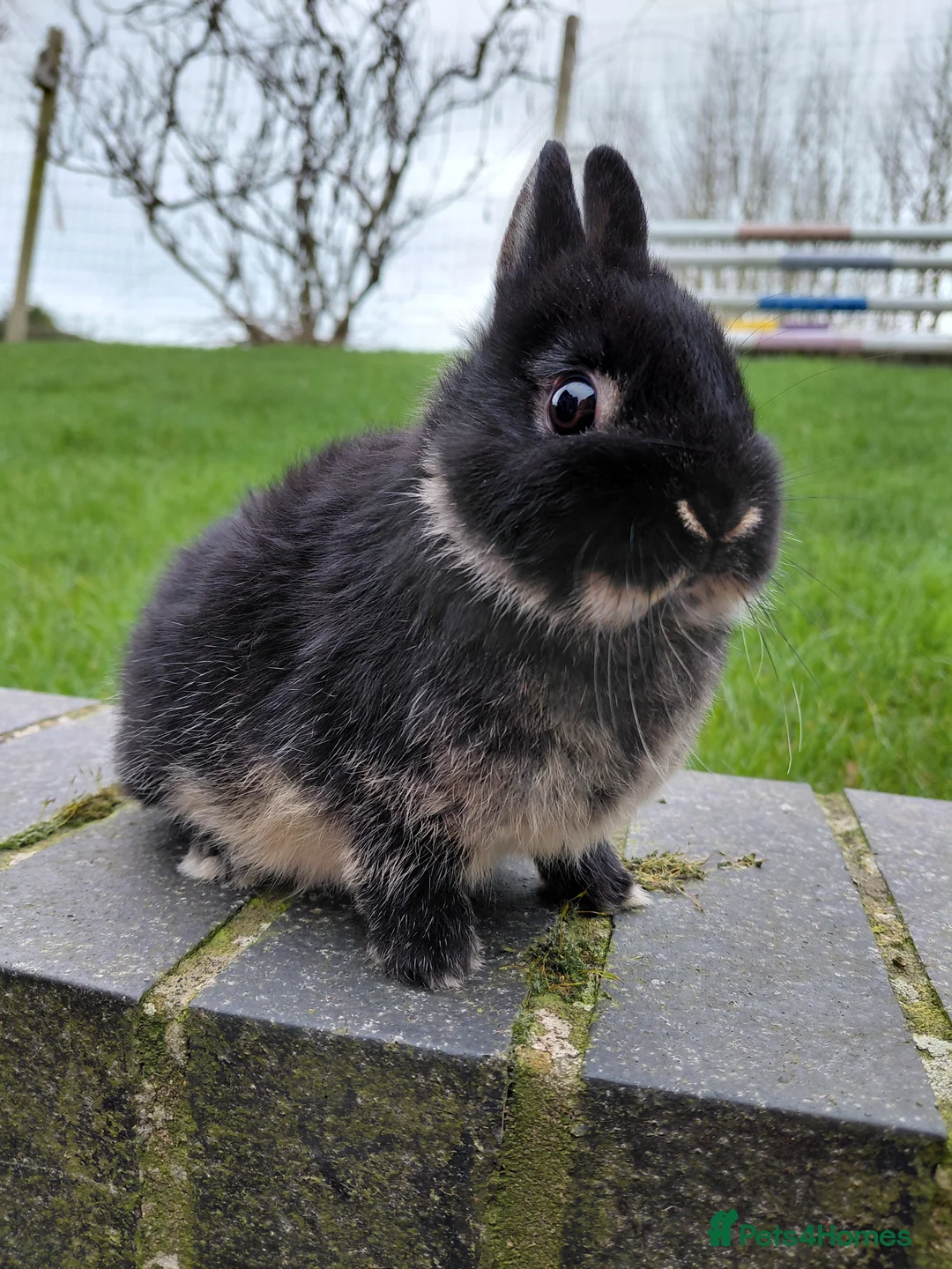Netherland Dwarf rabbits for sale: Netherland Dwarf girls - Advert 4
