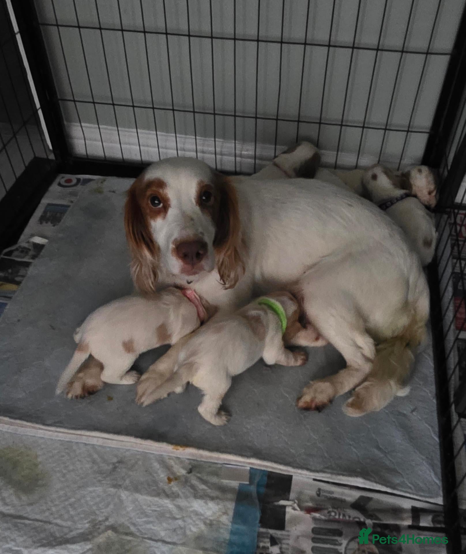 Sprocker dogs 4th gen Sprocker puppies  - Advert 2