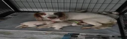 Sprocker dogs for sale: 4th gen Sprocker puppies  - Advert 2