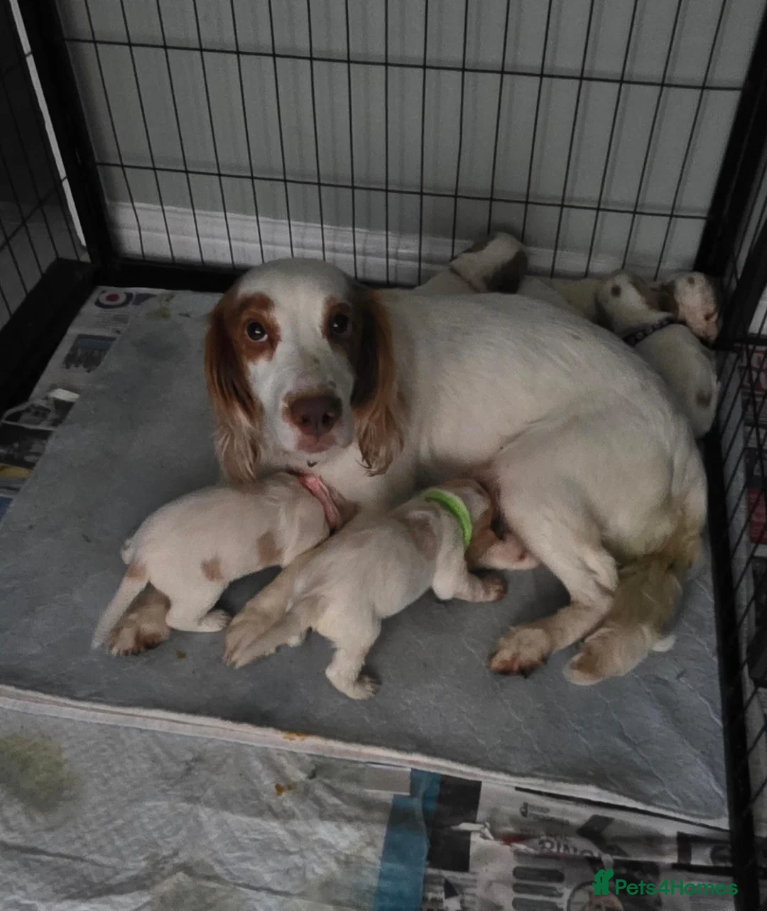 Sprocker dogs for sale: 4th gen Sprocker puppies  - Advert 2