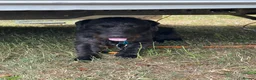 Patterjack dogs for sale: Patterjack Male - Advert 5