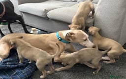 Whippet dogs for sale: 5 whippet puppies  - Image 14
