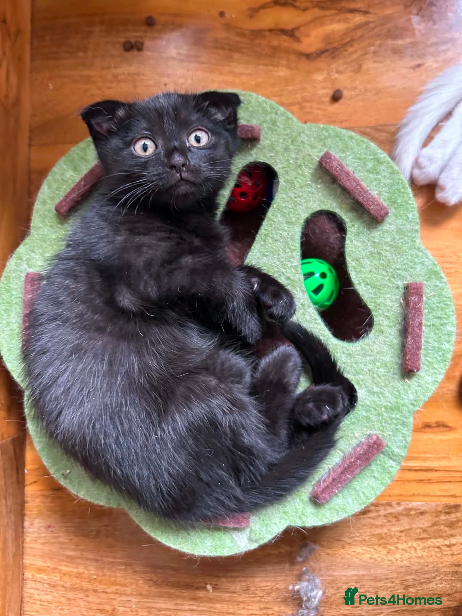 Scottish Fold cats Khao Manee & Scottish Fold kittens - Advert 2