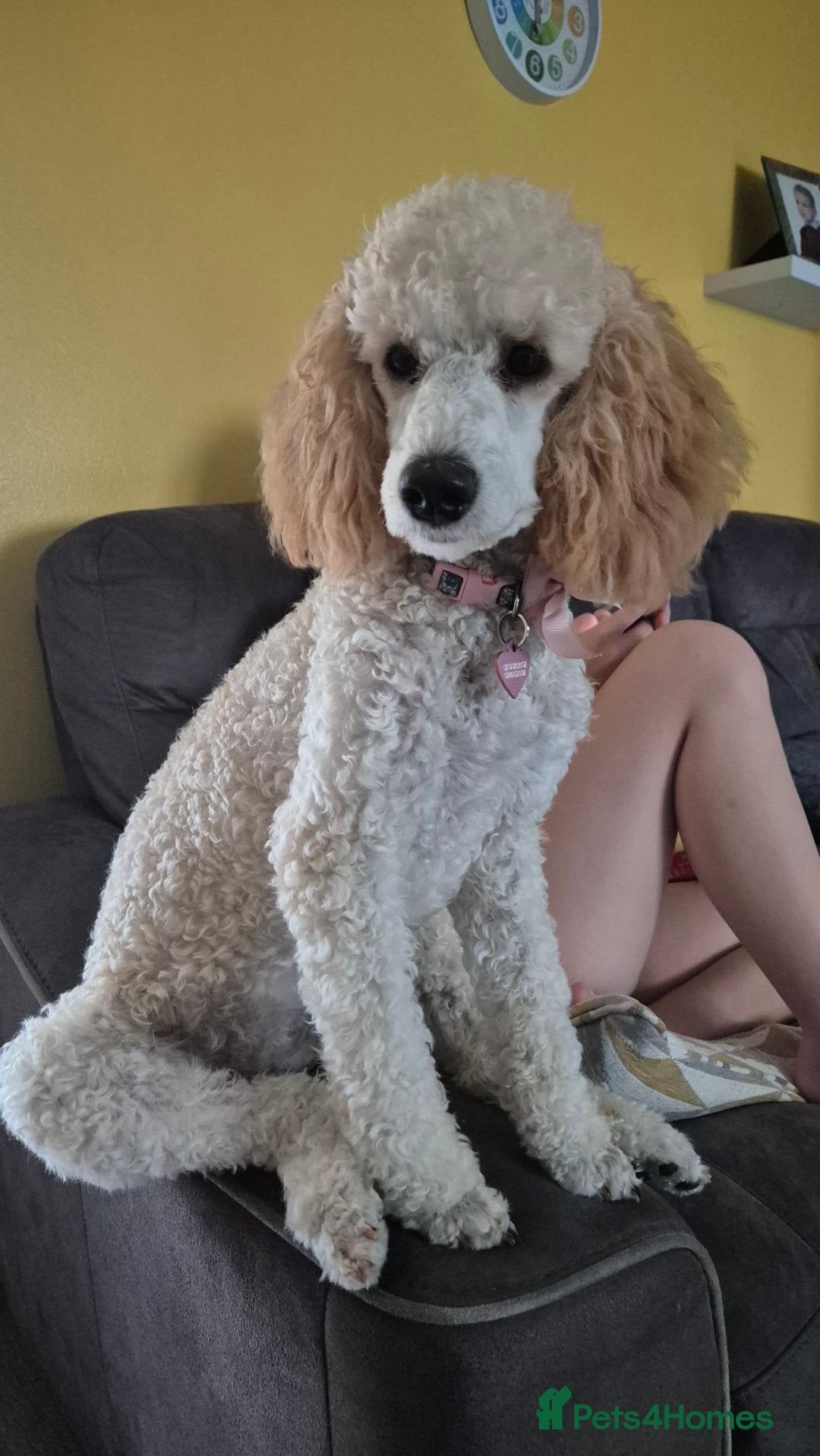Miniature Poodle dogs for sale: Mini poodle  - Image 5