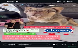 French Bulldog dogs for sale: TOP QUALITY FRENCH BULLDOGS  - Image 10