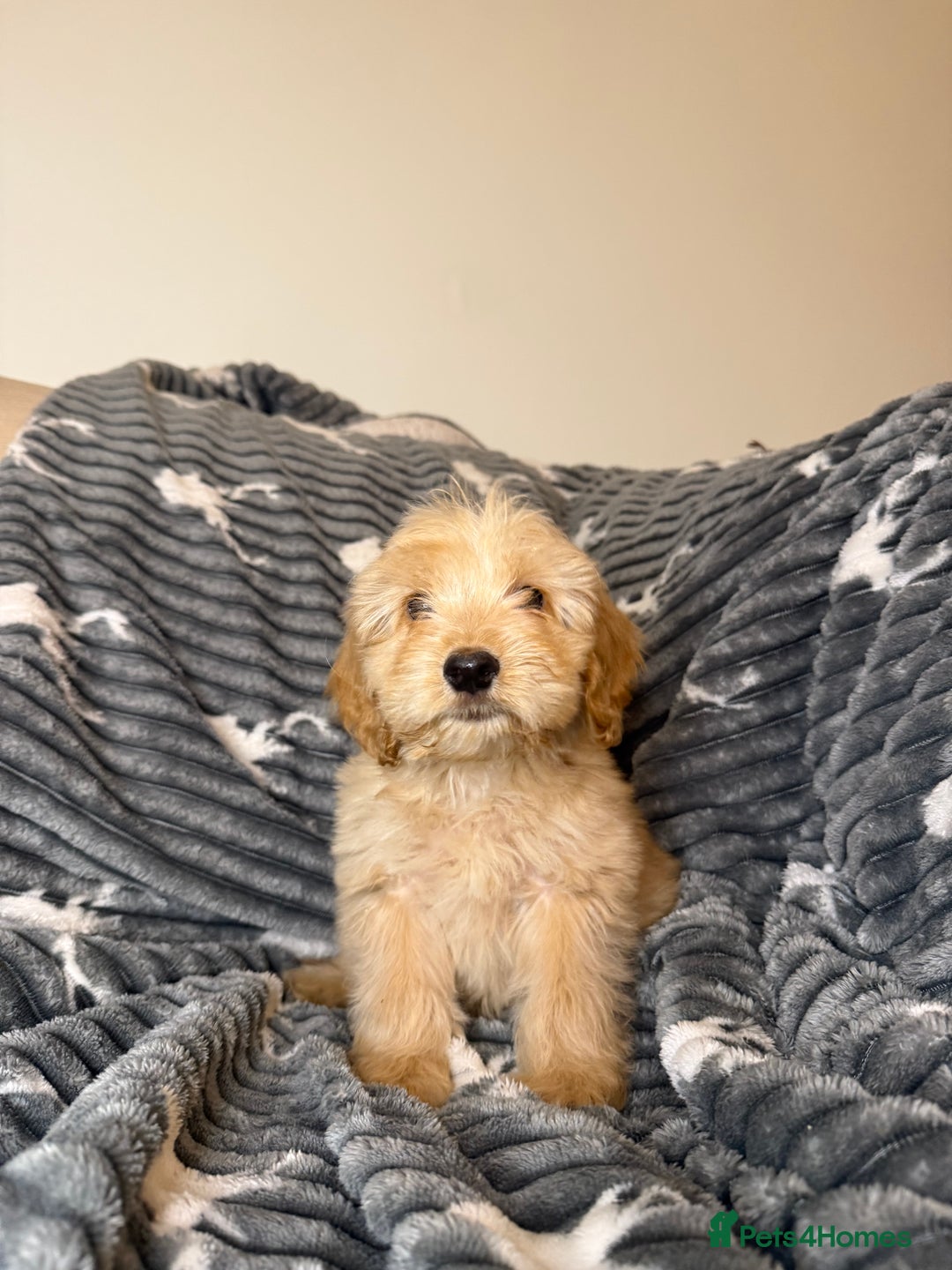Cockapoo dogs for sale: Last F2 Boy Cockapoo puppy - Advert 4