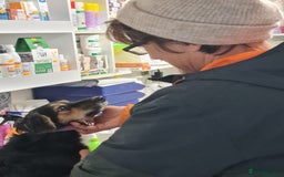 Mixed Breed dogs for adoption: Meet Sweet KATIA !  She needs a new Loving HOME... - Image 16