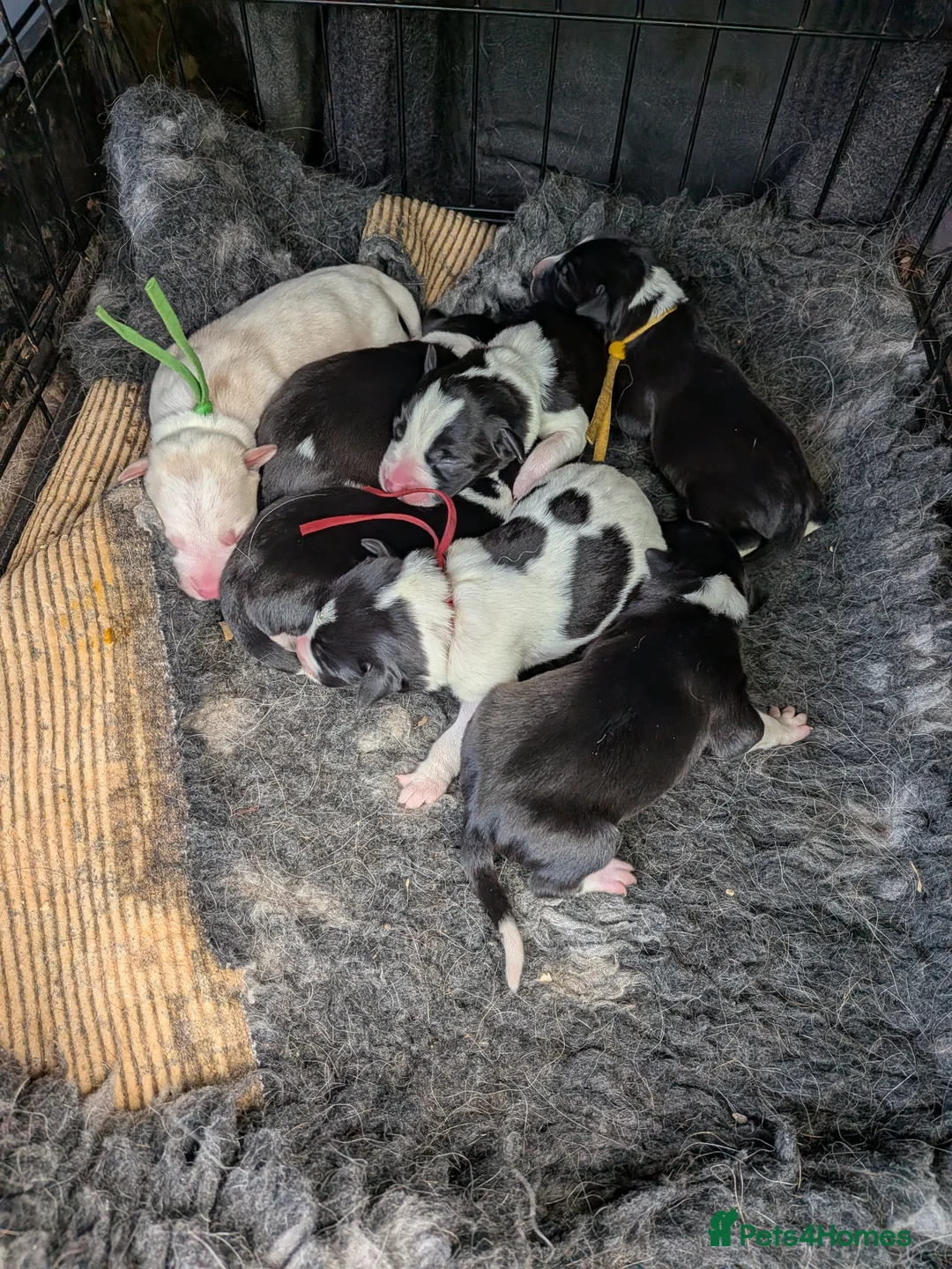 Mixed Breed dogs for sale: Jack Russell cross collies  - Advert 2